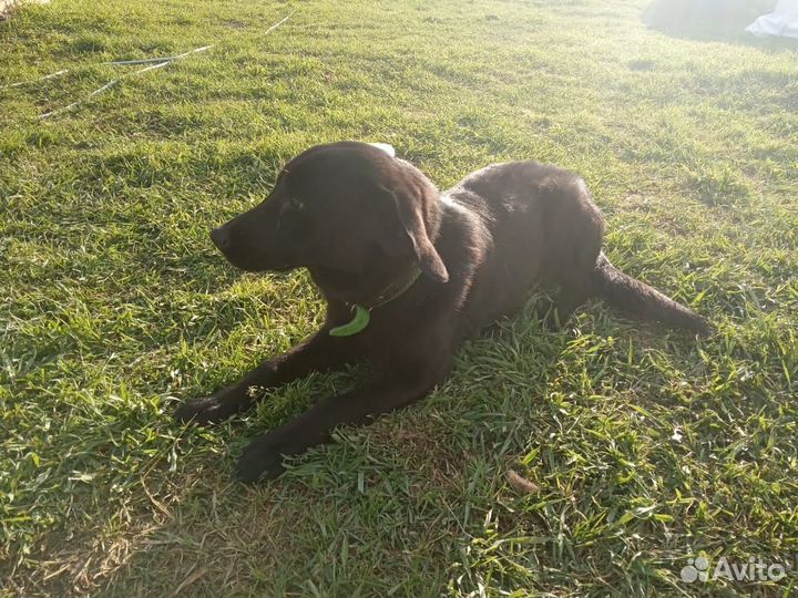 Собака в добрые руки отдам бесплатно