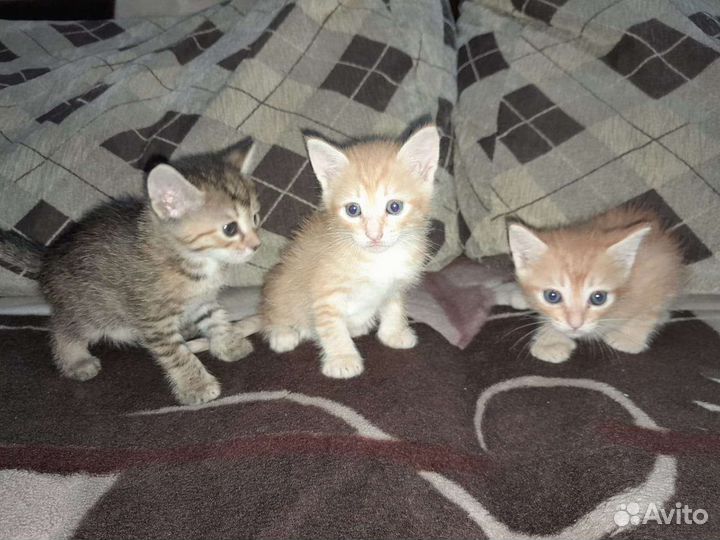Отдам в добрые руки приученных к лотку котят
