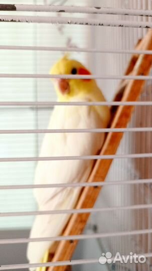 Попугай корелла с клеткой