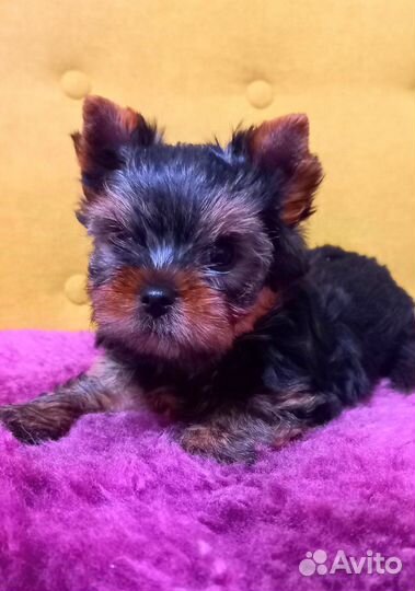 Йоркширский терьер мальчик