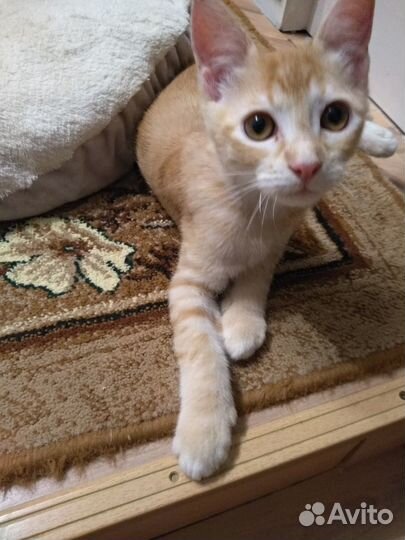Котенок в дар