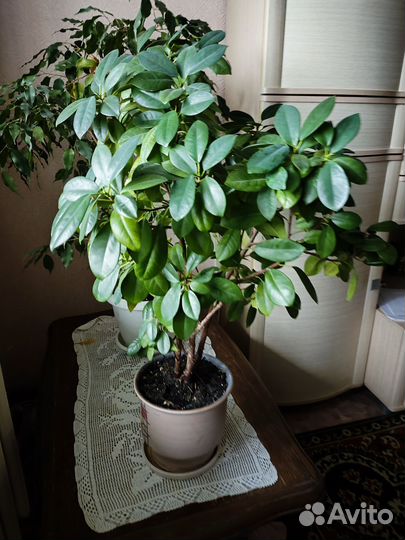 Фикус макламе