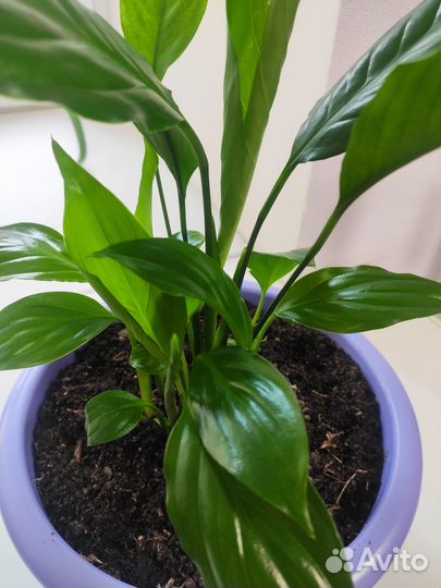 Спатифиллум