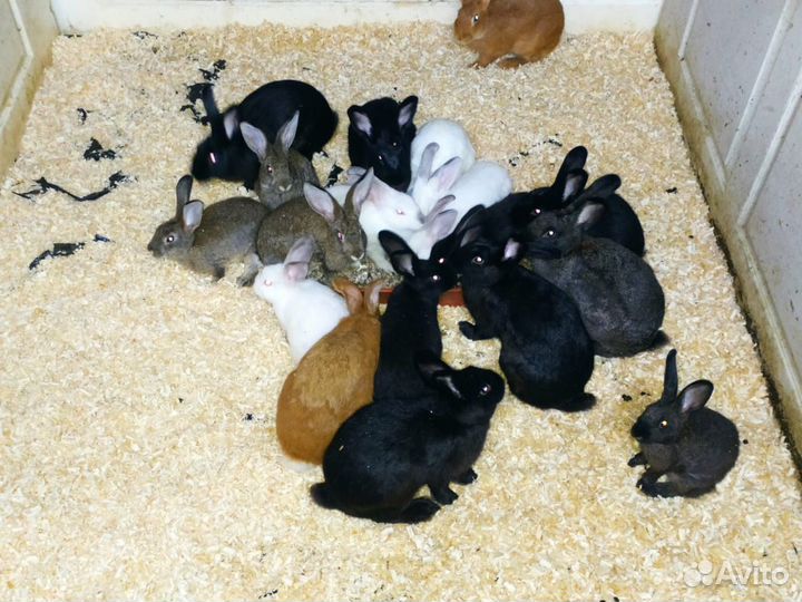 Кролики помесные