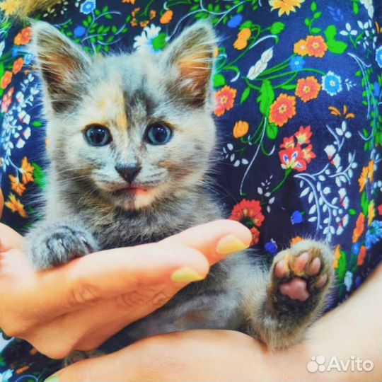 Серый пестрый котенок, кошка в добрые руки