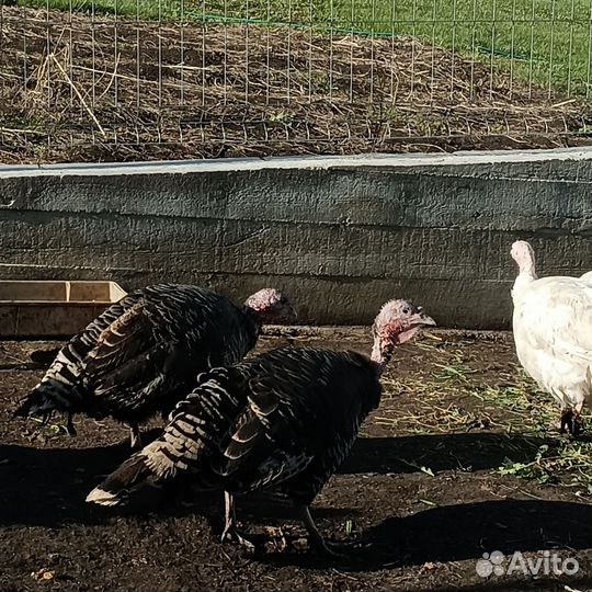 Индюк на племя