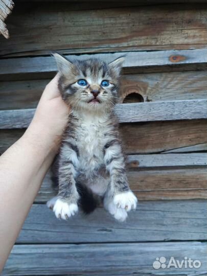 Котенок мальчик