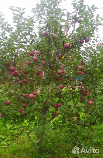 Продам саженцы плодово-ягодных культур