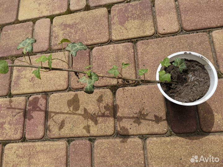 Плющ, Лаванда