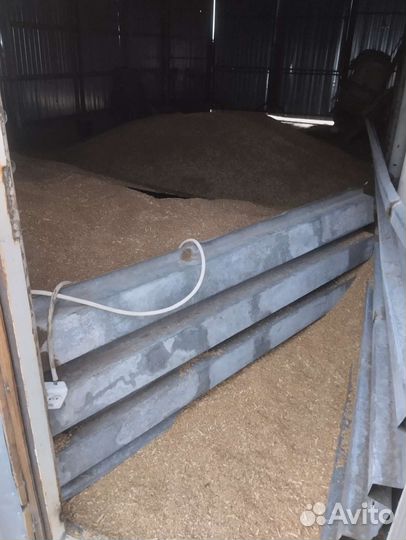 Зерно пшеница