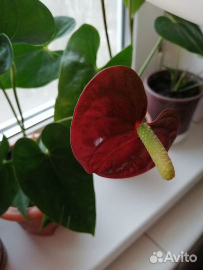 Комнатные цветы Антуриум(Мужское счастье)