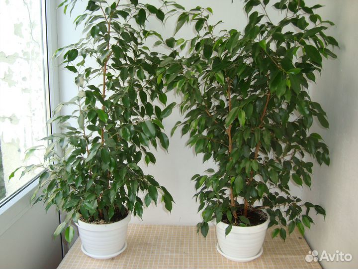Фикус Бенджамина