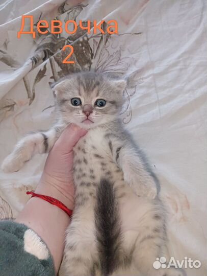 Шотландские котята