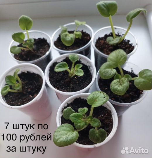 Фиалка «Розовая»