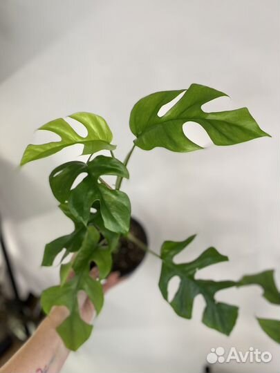 Рафидофора тетрасперма