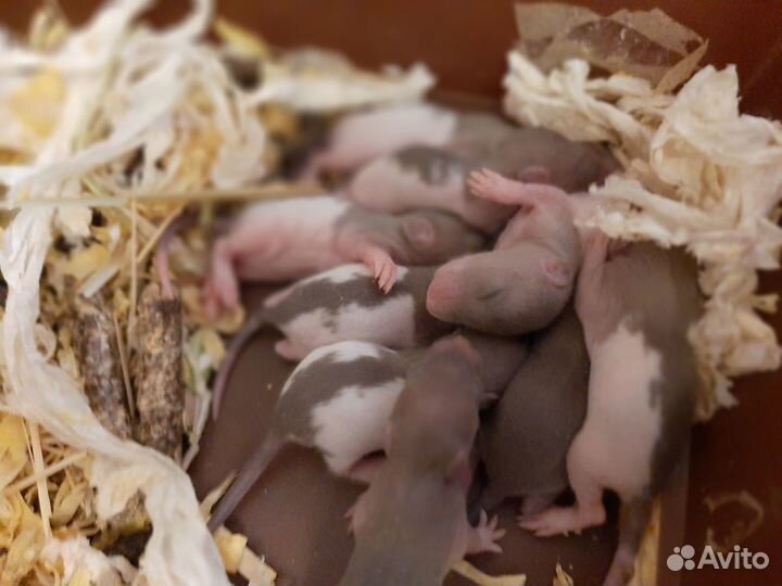 Крыски малыши сиамы