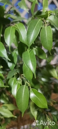 Фикус бенджамина