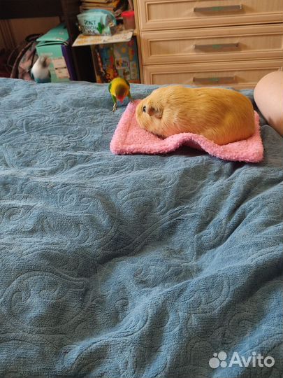 Морская свинка калифорния