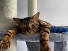 Бенгальска котенок объявление продам