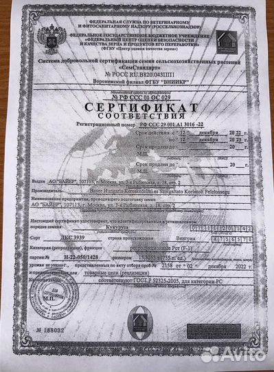 Семена кукурузы монсанта венгрия