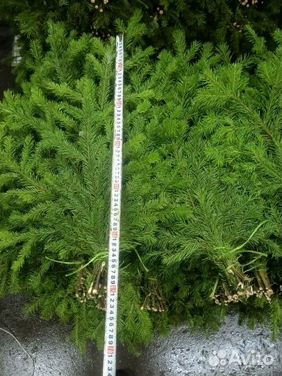 Пихтовые веники, Лапник-Пихта