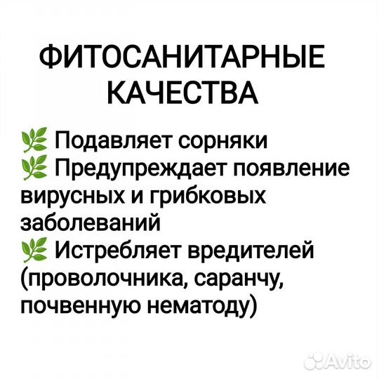 Семена фацелии 0,5 кг сидерат