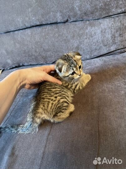 Шотландские котята