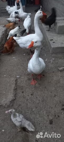 Гуси и индоутки