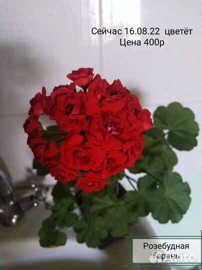 Цветы комнатные каланхое, сансевьера, колеус