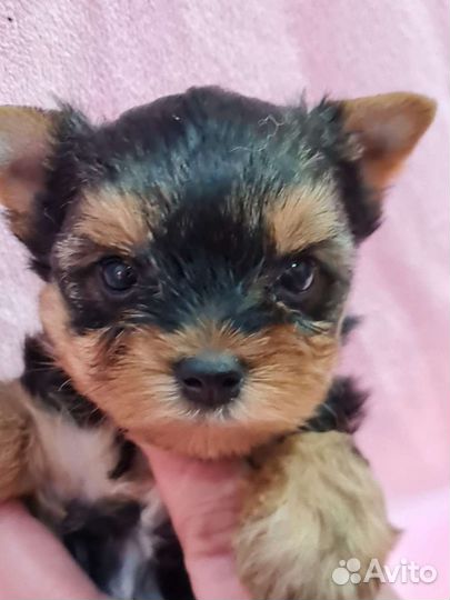 Йоркширский терьер мини девочка и мальчик
