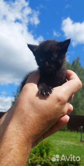 Кошка в дар бесплатно