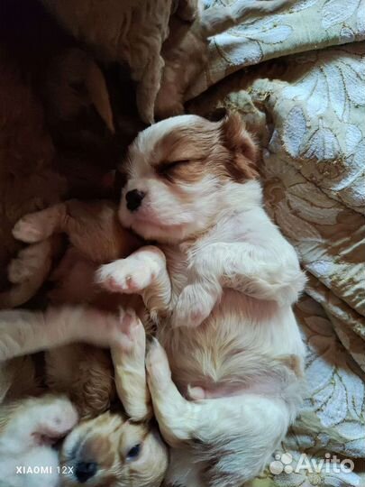 Щенки кавалеры