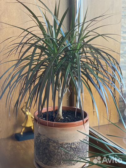 Драцена Маргината