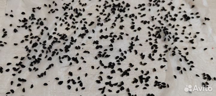 Семена зелёного чеснока (домашнего), многолетний