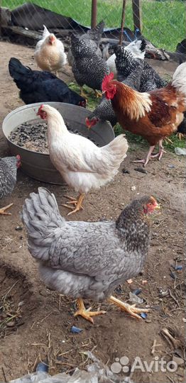 Куры молодки несушки доминант