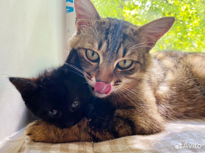 Обоятельная котёнок в поисках любящей семьи