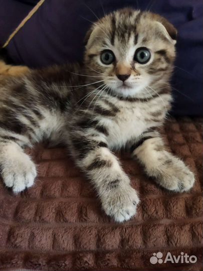 Шотландский Котик