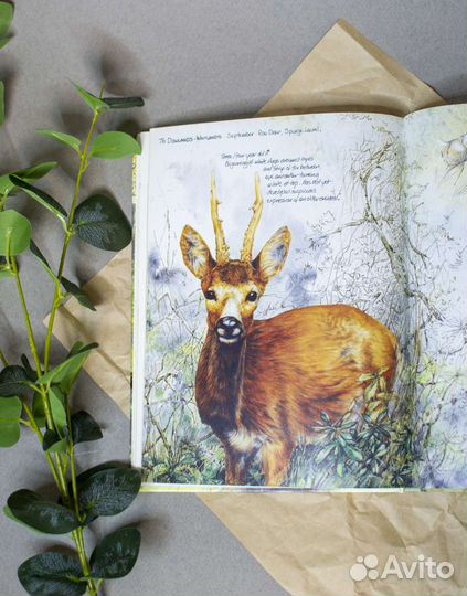 Книга скетчбук о природе Великобритании