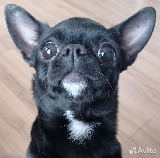 Чихуахуа мини