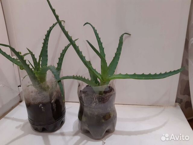 Алоэ лечебный