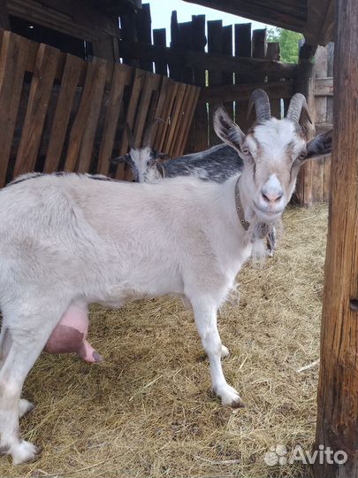 Дойные козы и козлята