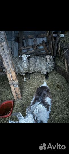 Баран ярка коза