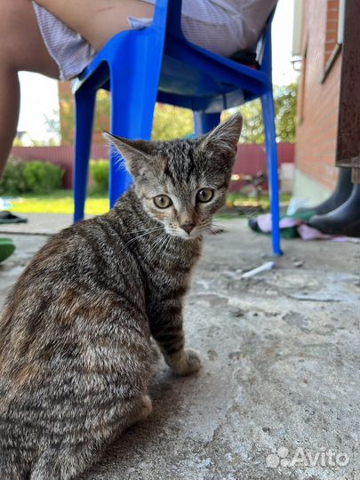 Котенок девочка в добрые руки