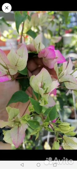 Бугенвиллия