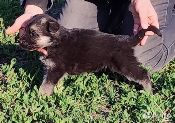 Щенки овчарки