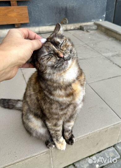 Котенок в опасности, ищет дом