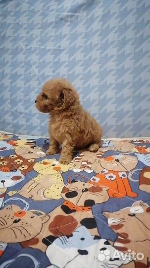 Щенки мальтипу f1 ред браун, красный, золото, крем