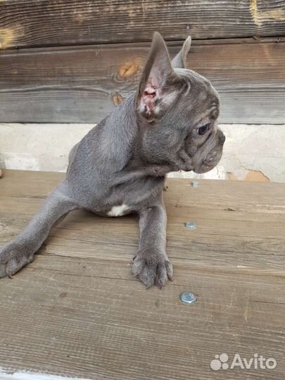 Французики щенки