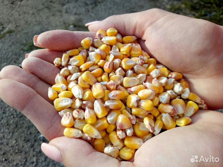 Зерно кукурузы
