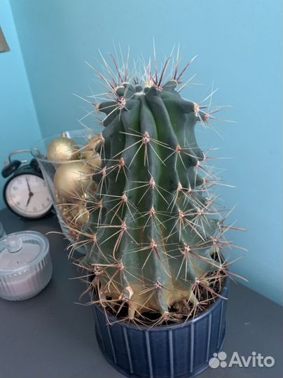 Бодрый Кактус